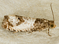 Notocelia rosaecolana